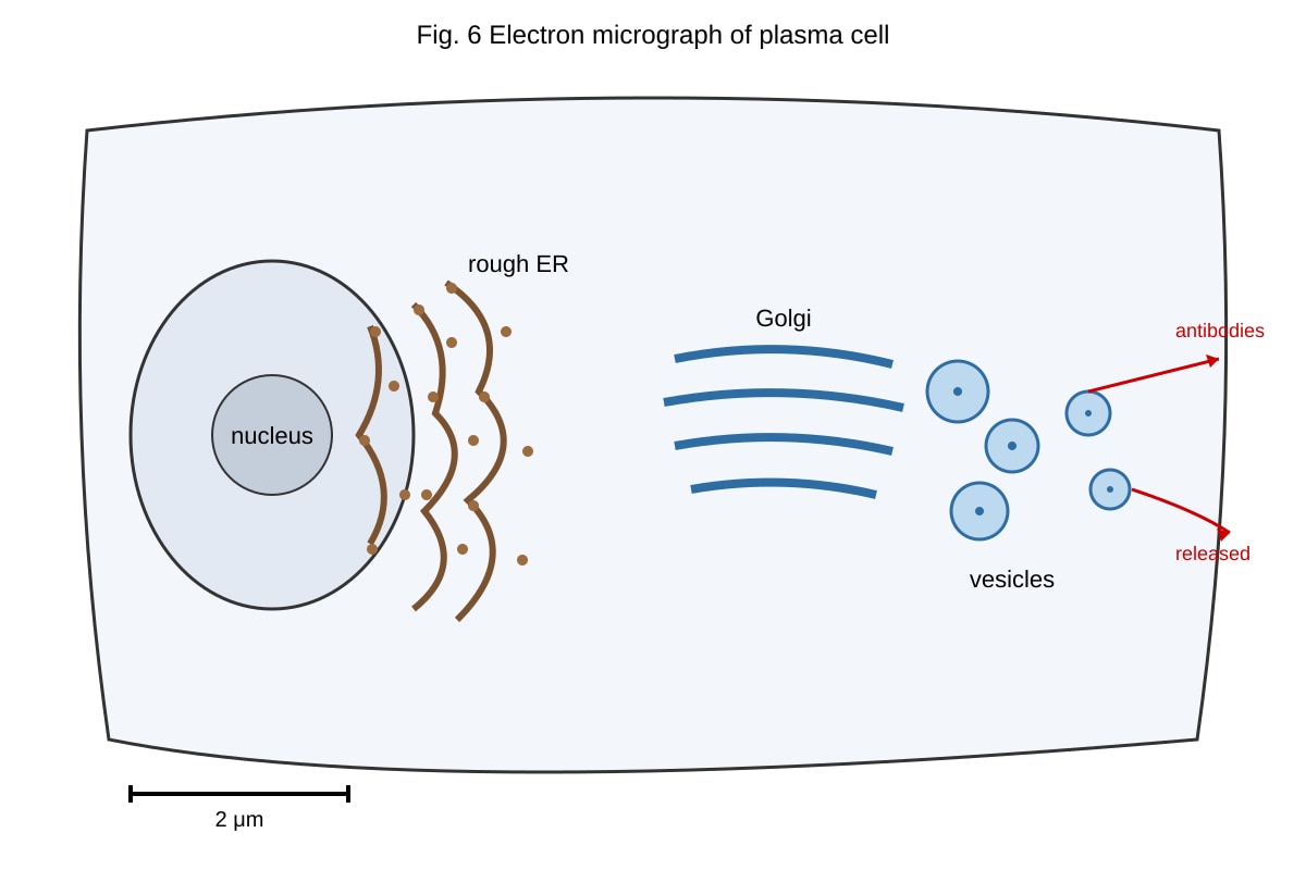 Diagram for 15 (ALEVEL Biology H1)