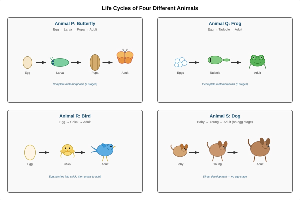Diagram for Q12 (P3 Science)