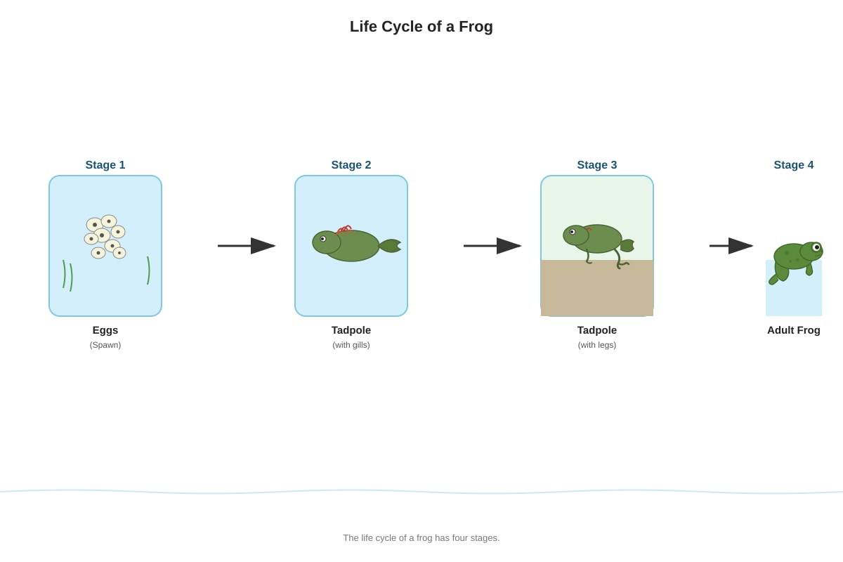 Diagram for Q2 (P6 Science)