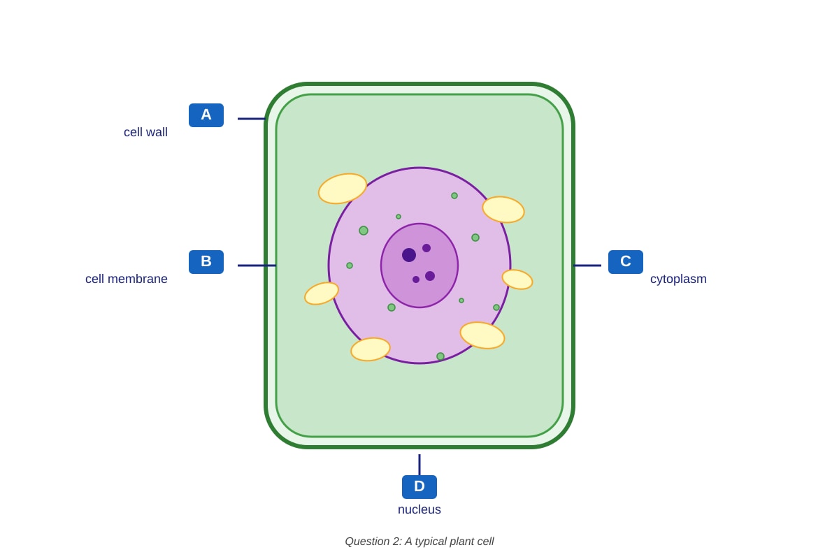 Diagram for Q1 (P5 Science)
