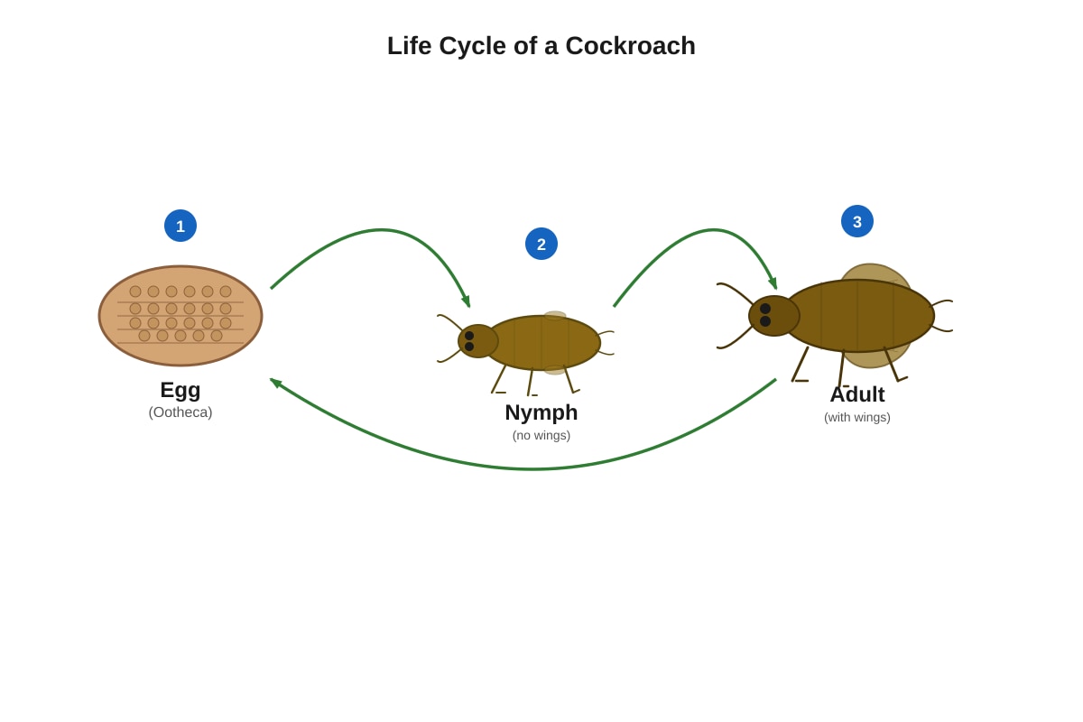 Diagram for Q16 (P5 Science)