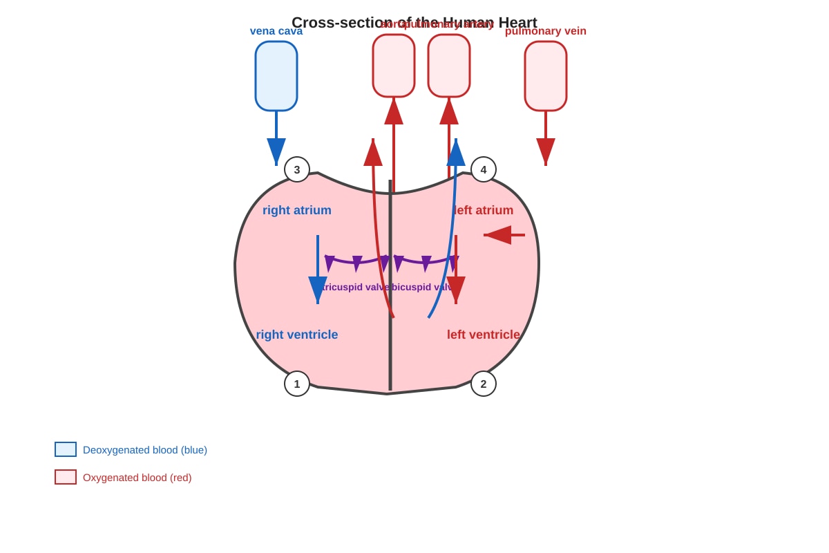 Diagram for Q3 (P6 Science)
