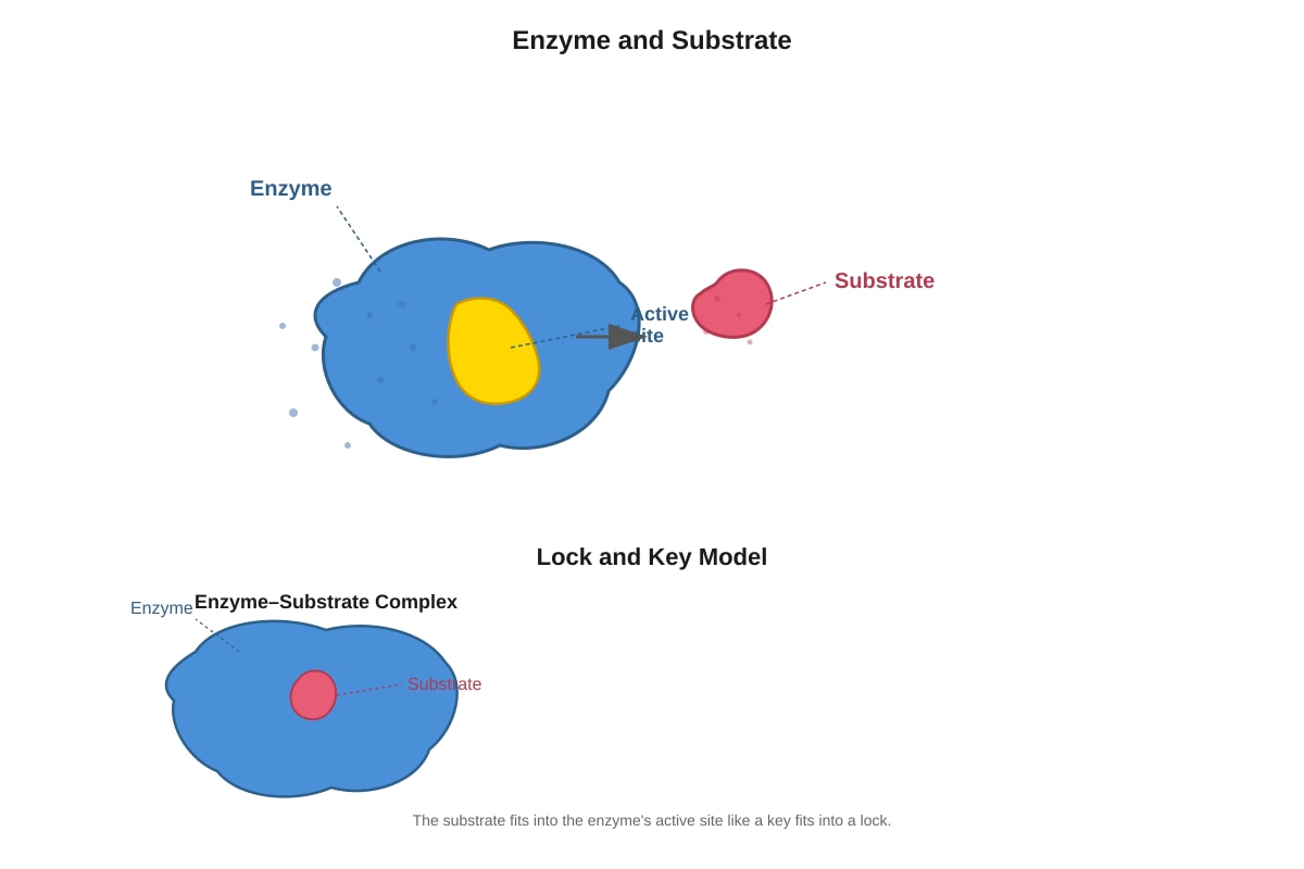 Diagram for placeholder 7 (SEC4 Combined Sci Bio)