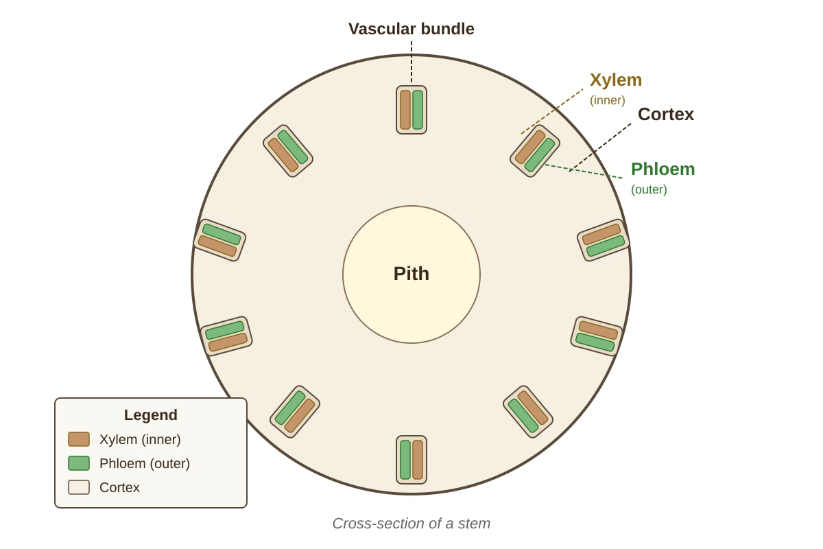 Diagram for Q35 (P4 Science)