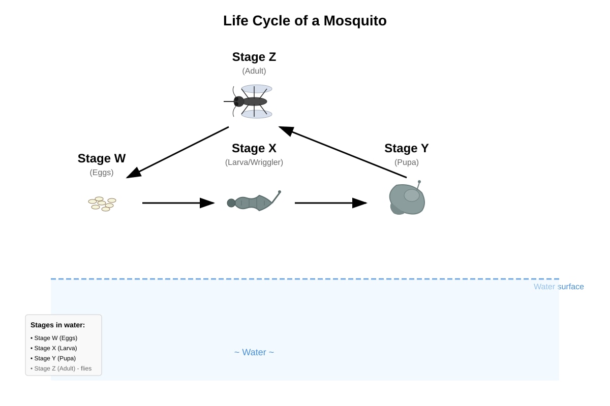 Diagram for Q10 (P4 Science)