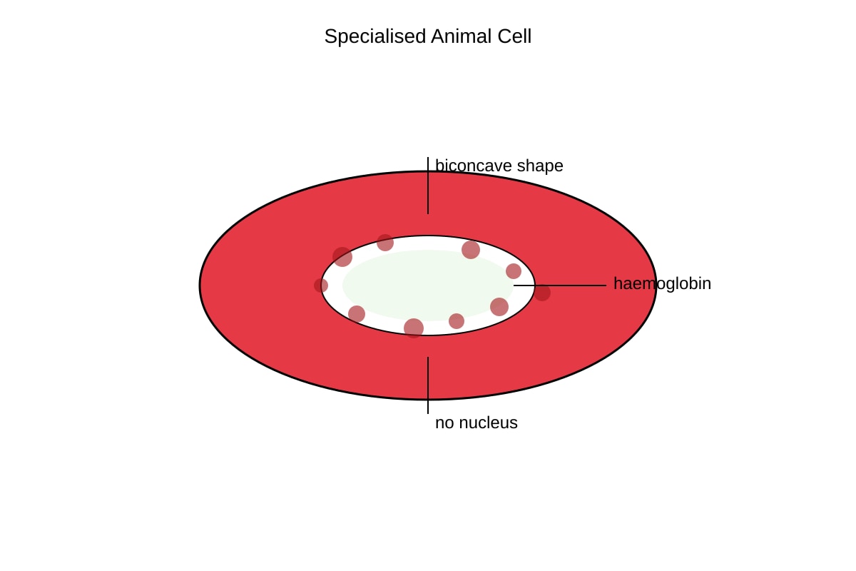 Diagram for 14 (SEC3 Biology)