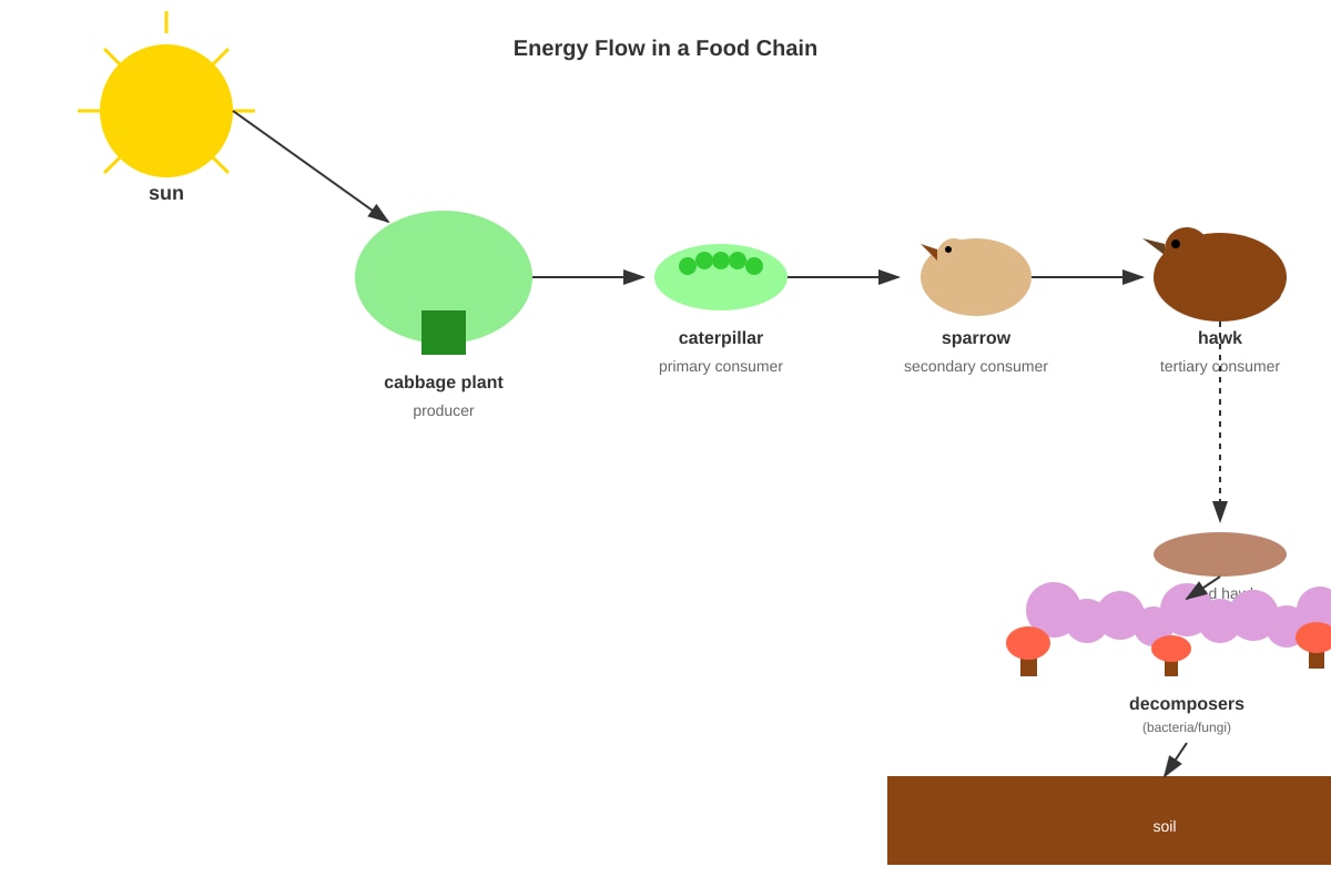 Diagram for Q13 (P6 Science)