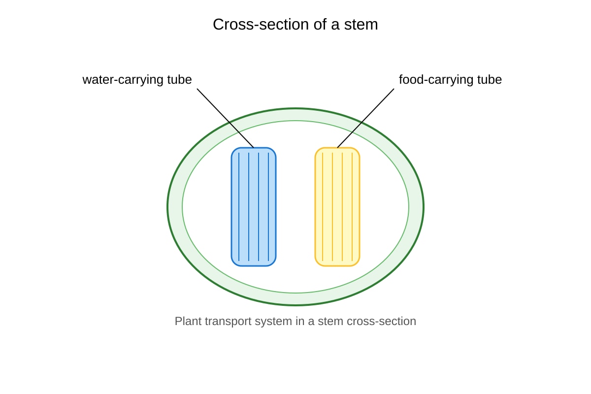 Diagram for Q18 (P5 Science)