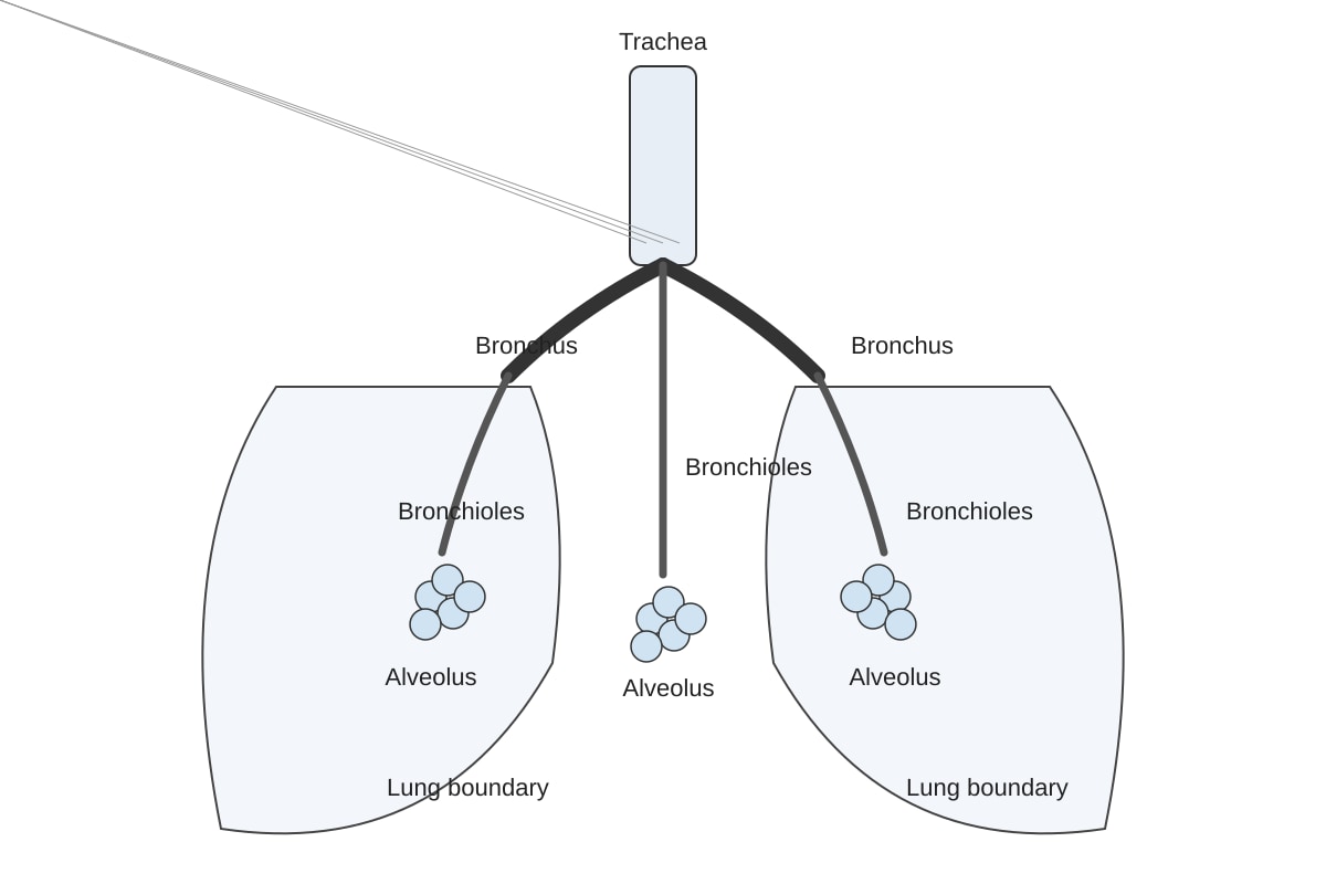 Diagram for Q8 (SEC3 Biology)