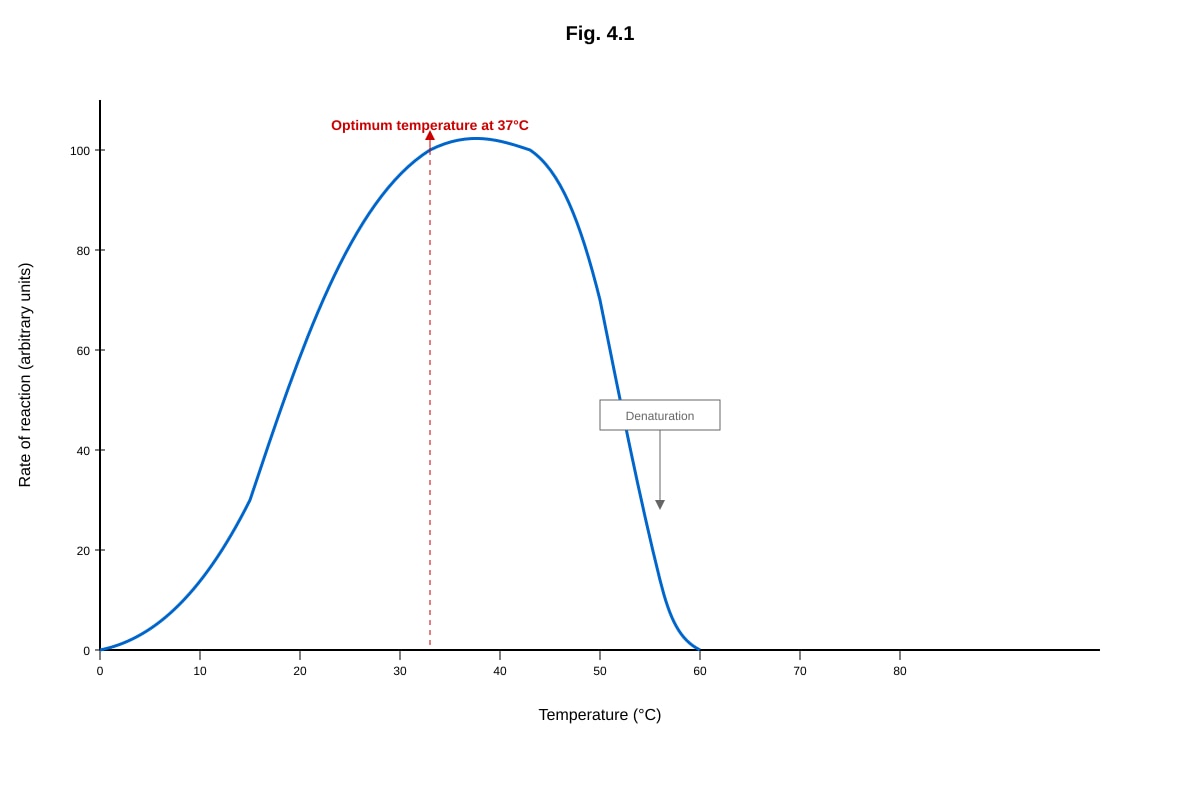 Graph for Q4 (ALEVEL Biology H2)