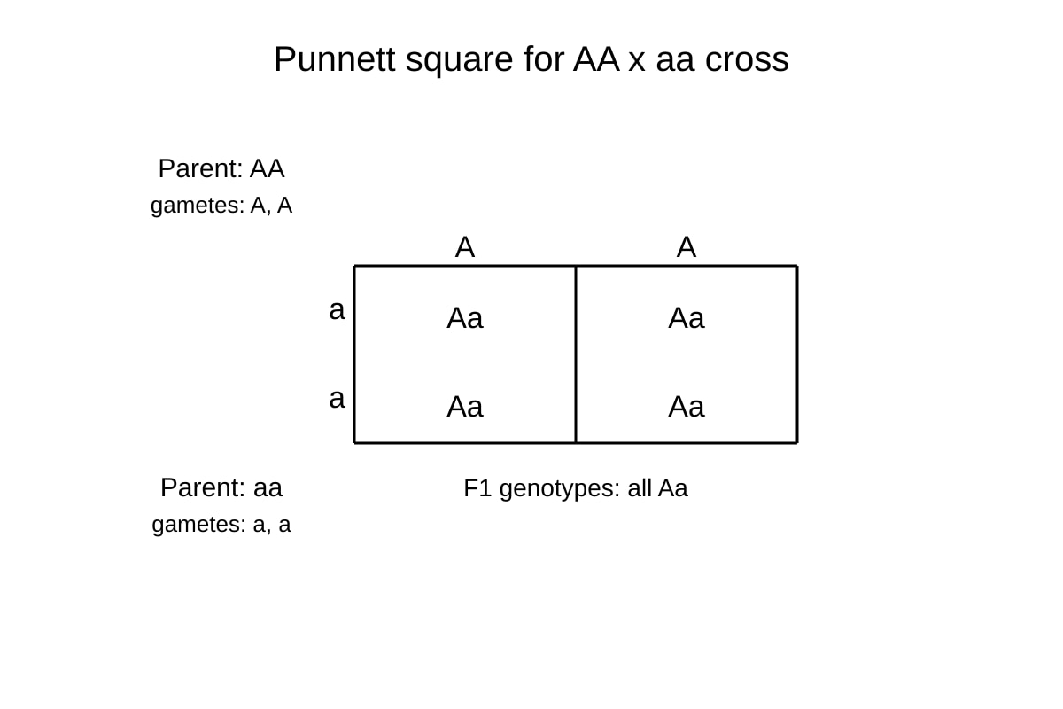 Diagram for Q13 (ALEVEL Biology H1)