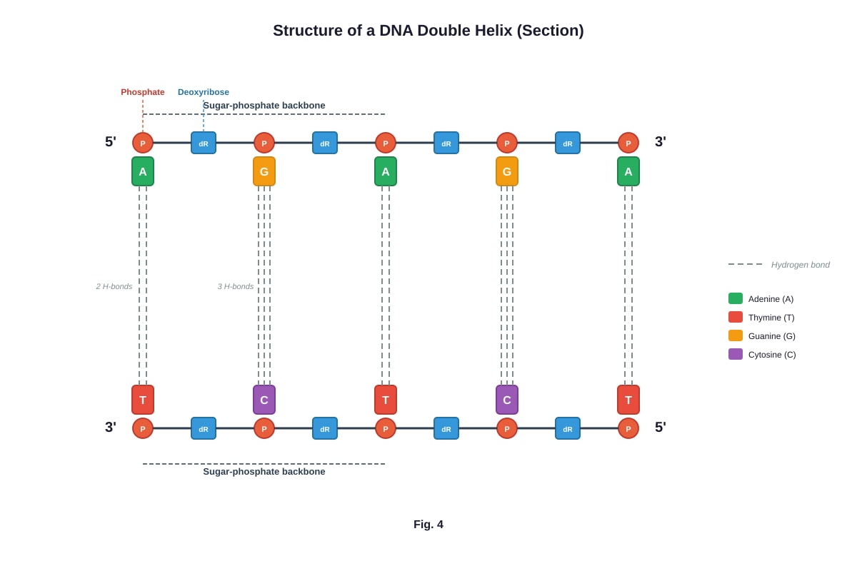 Diagram for Q15 (ALEVEL Biology H1)