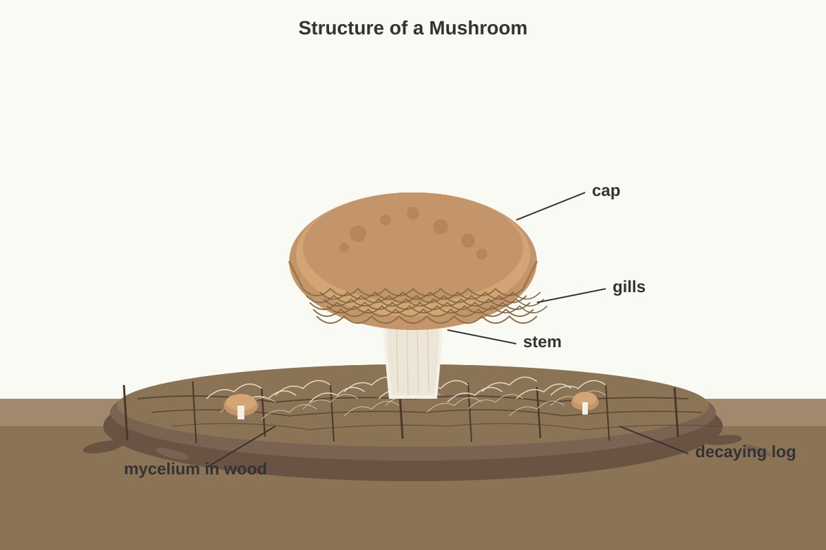 Diagram for Q8 (P3 Science)