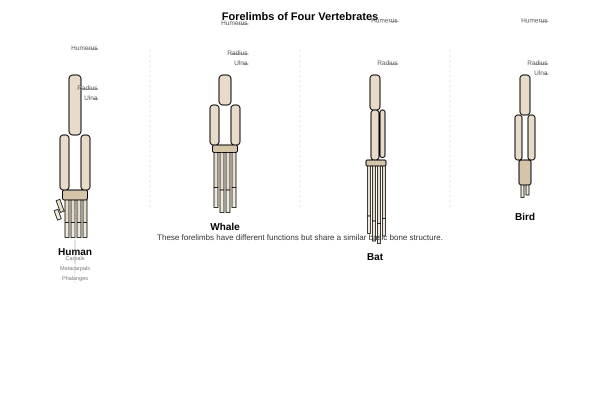 Diagram for placeholder 1 (OLEVEL Biology)