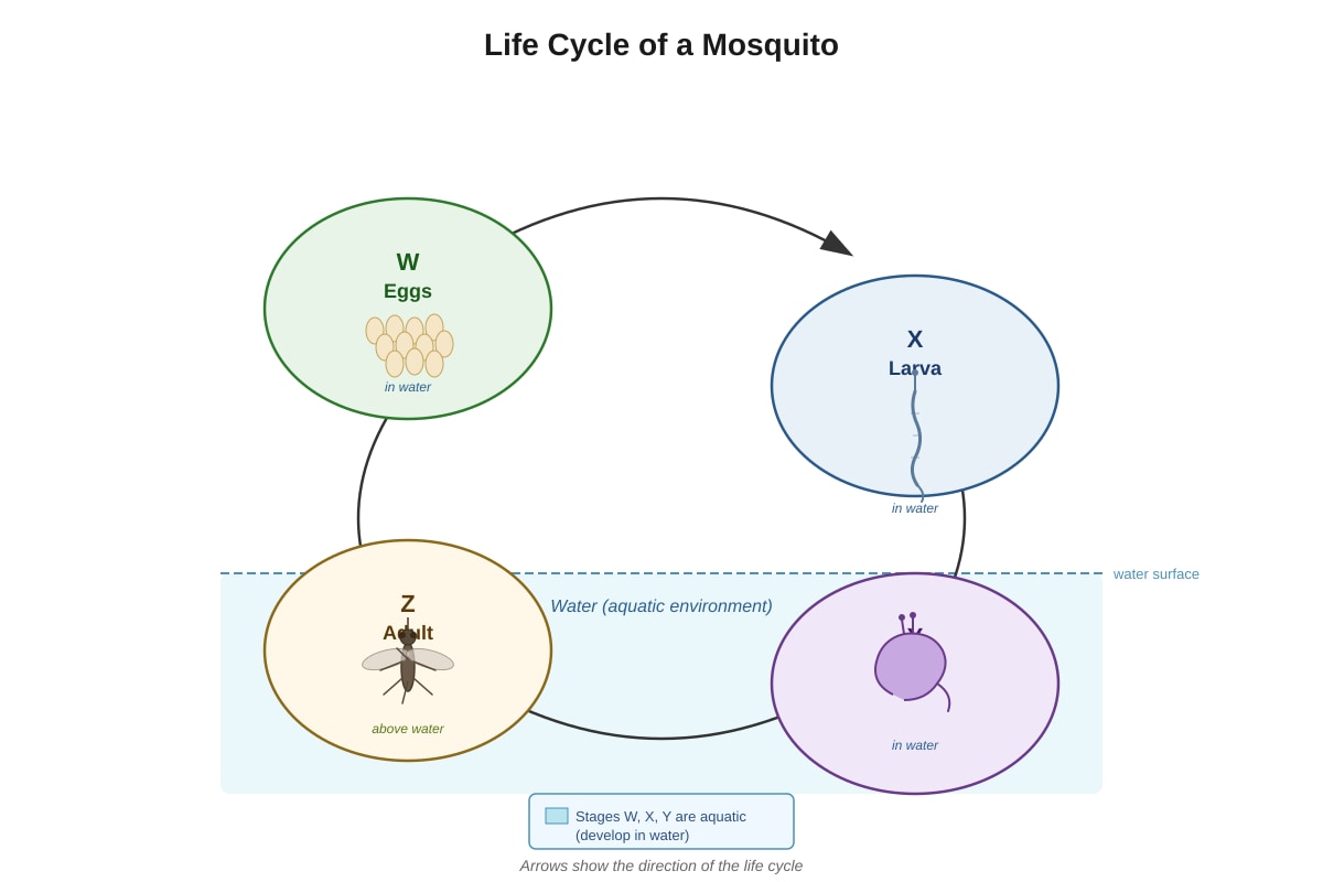 Diagram for Q11 (P5 Science)