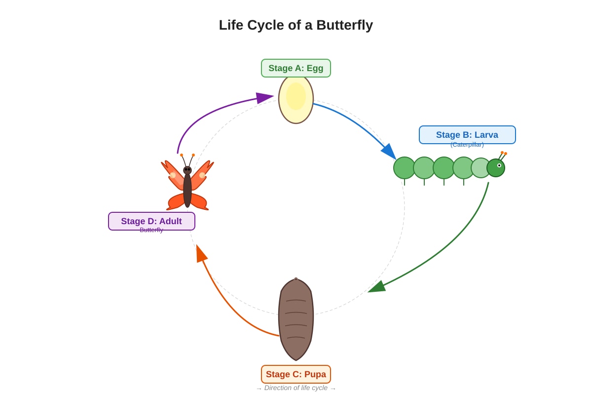 Diagram for Q9 (P6 Science)