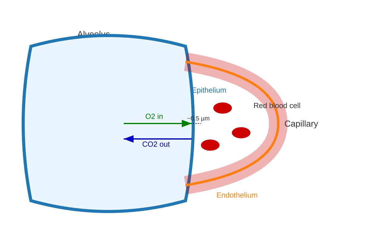 Diagram for Q12 (ALEVEL Biology H1)