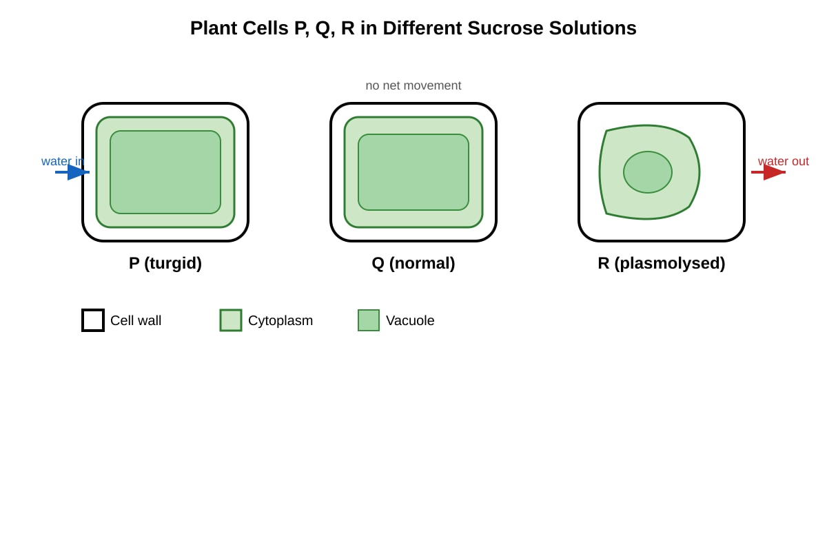 Diagram for Q7 (SEC4 Pure Biology)
