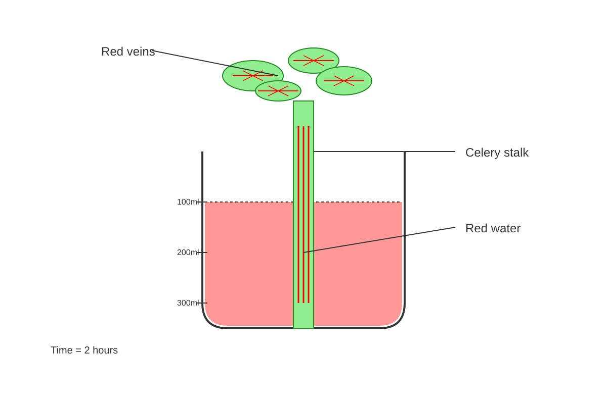 Diagram for Q13 (P4 Science)