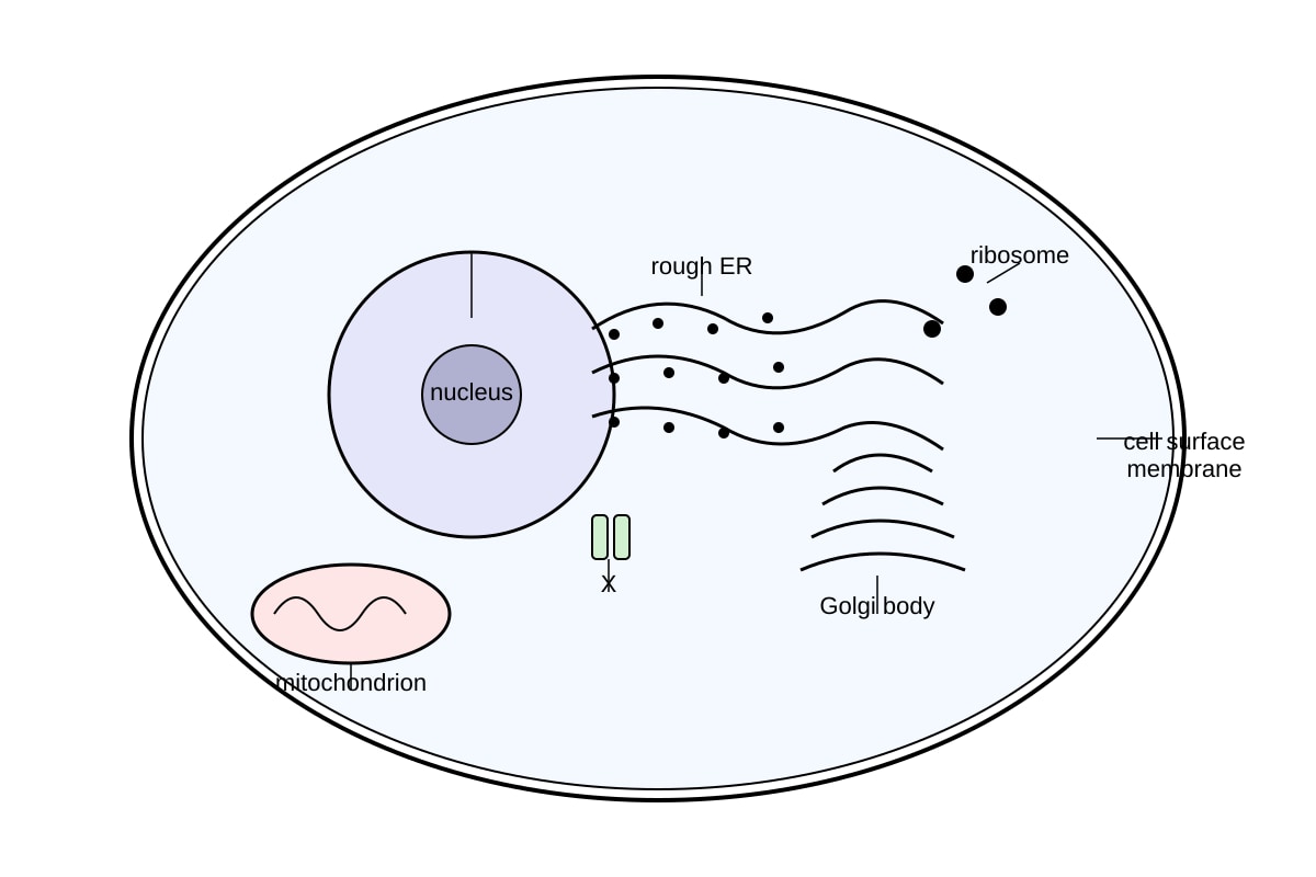 Diagram for Q1 (ALEVEL Biology H1)