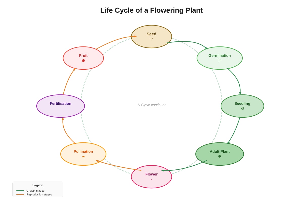 Diagram for Q22 (P5 Science)