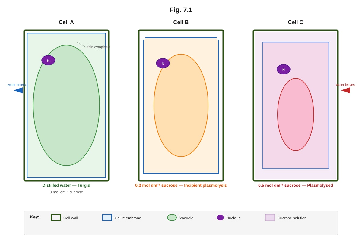 Diagram for Q7 (ALEVEL Biology H1)