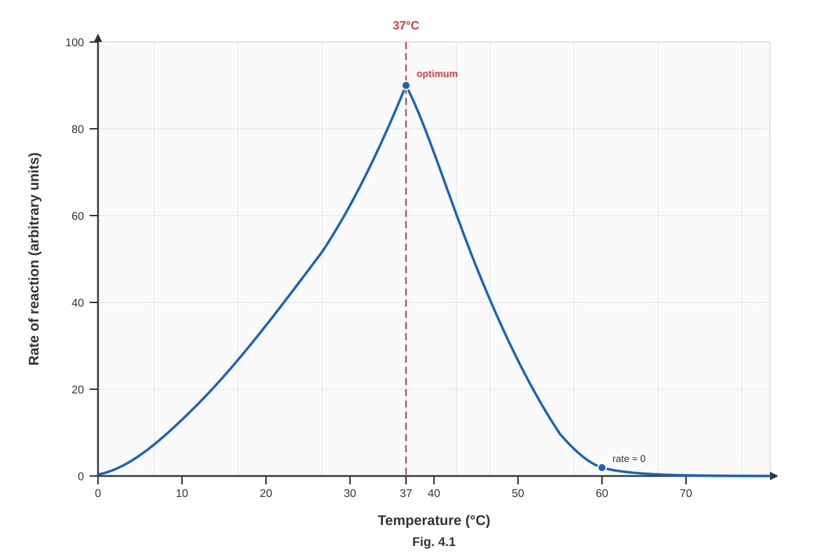 Graph for Q4 (ALEVEL Biology H1)