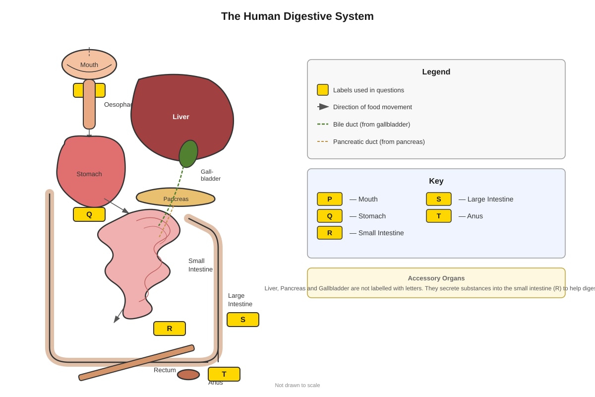 Diagram for Q11 (P5 Science)