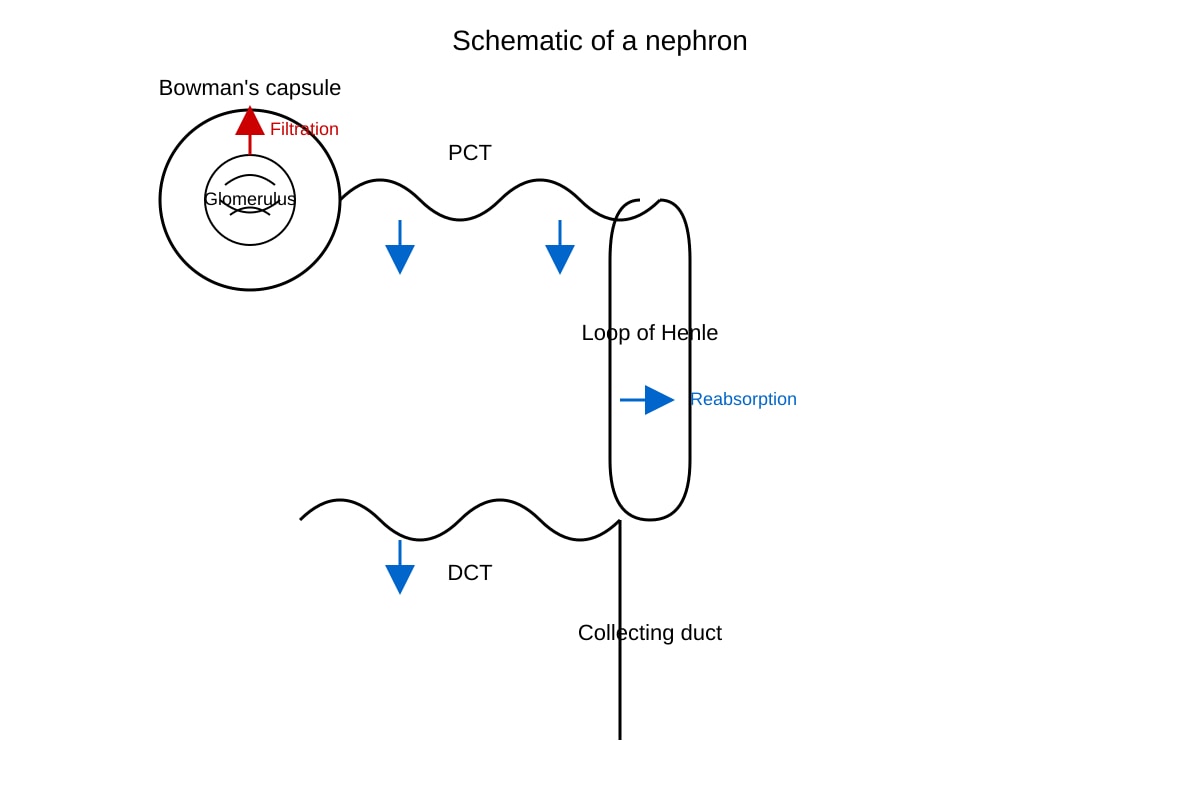 Diagram for Q18 (SEC4 Pure Biology)