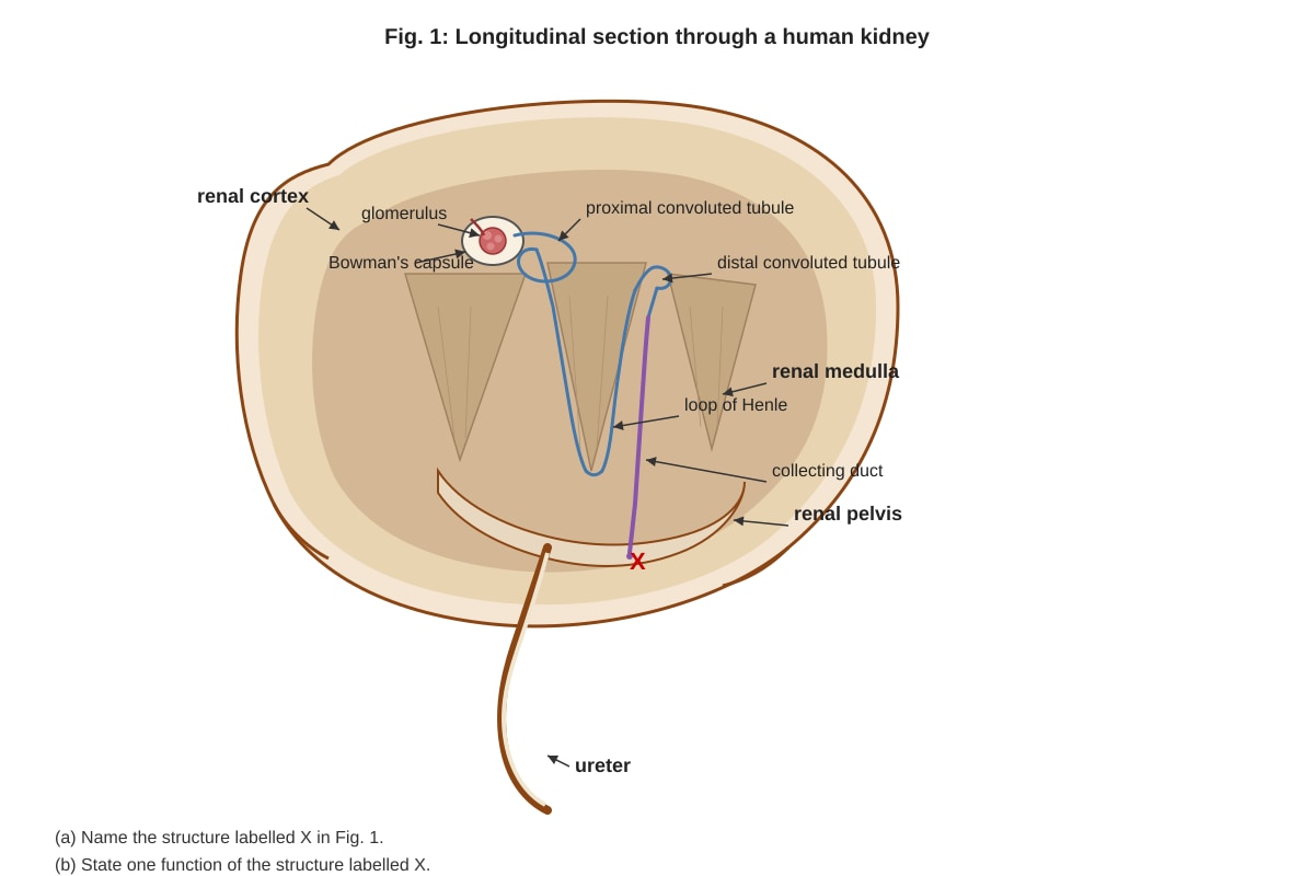 Diagram for Q2 (ALEVEL Biology H1)