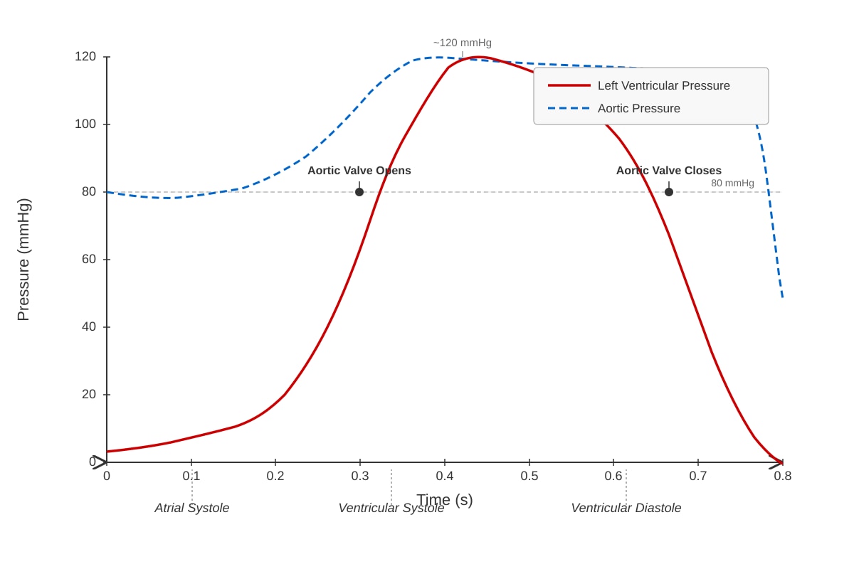 Graph for Q2 (ALEVEL Biology H1)