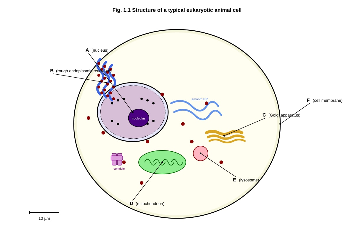 Diagram for Q1 (ALEVEL Biology H2)