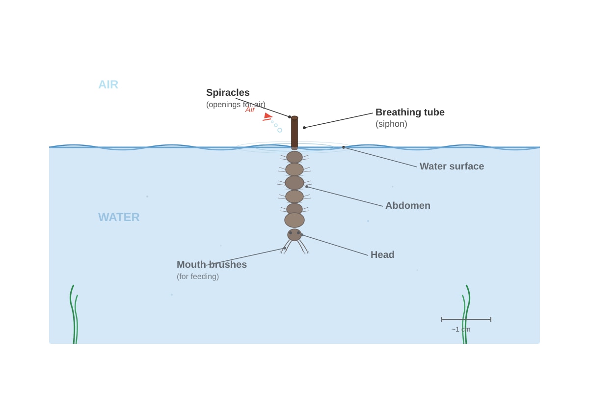 Diagram for placeholder 5 (P5 Science)