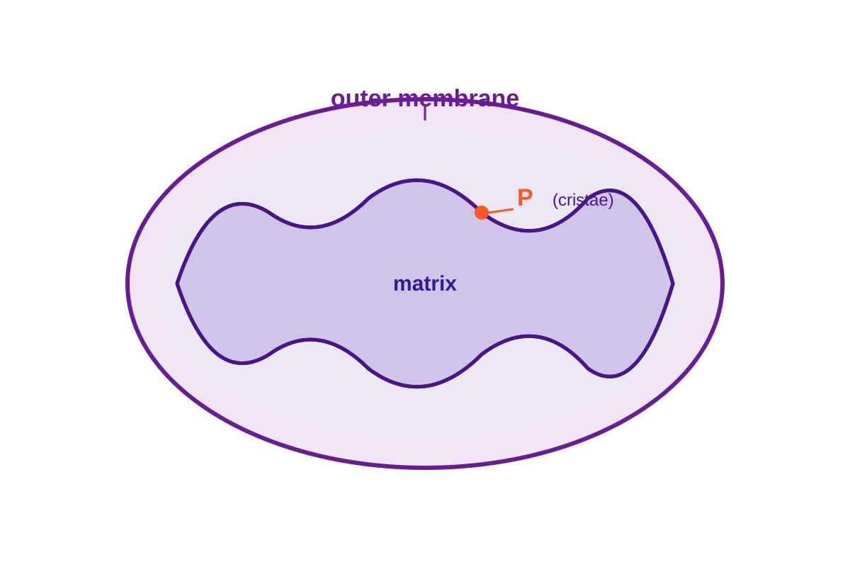 Figure for Q12 (ALEVEL Biology H1)