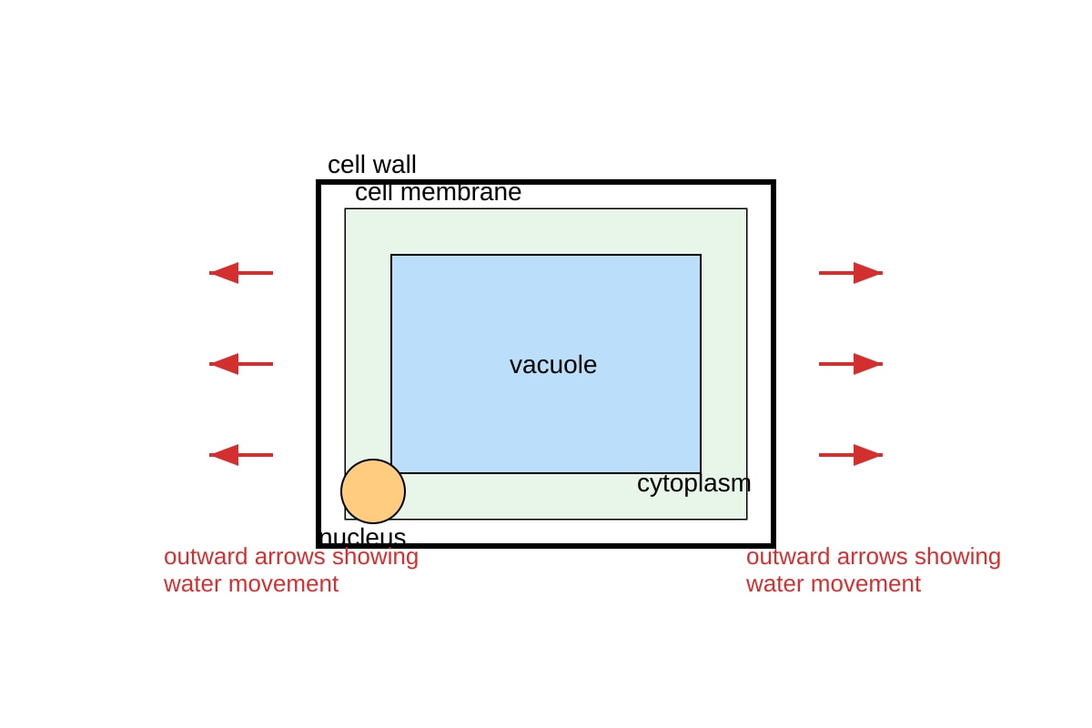 Diagram for Q7 (SEC4 Pure Biology)
