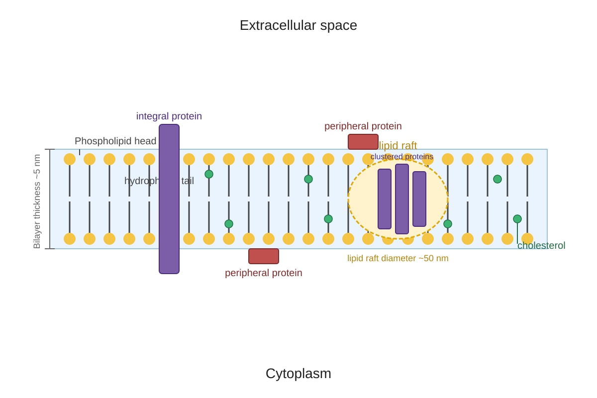 Diagram for Q1 (ALEVEL Biology H3)