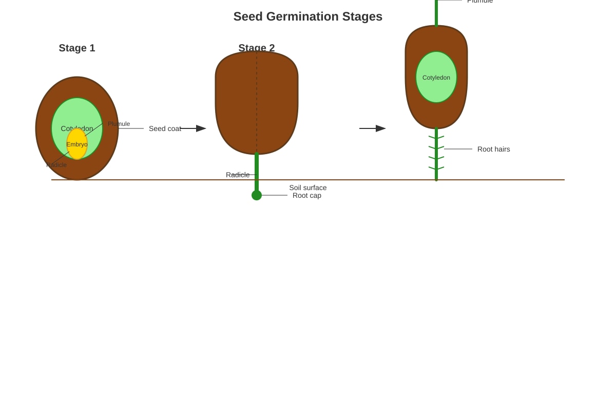 Diagram for Q7 (P5 Science)