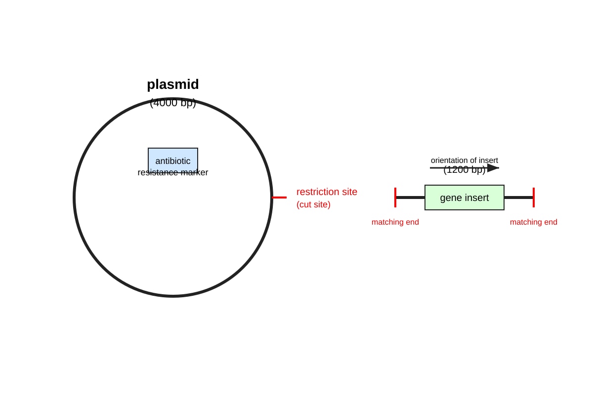 Diagram for Q10 (ALEVEL Biology H3)