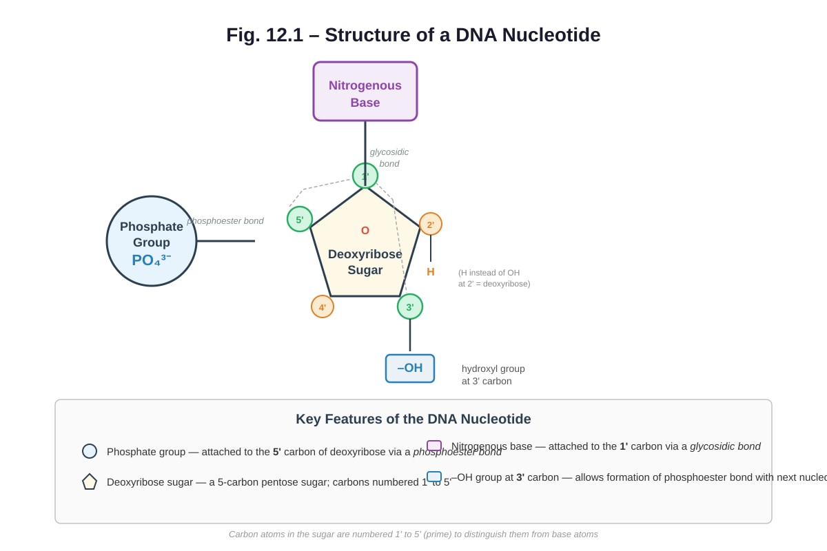 Diagram for Q12 (ALEVEL Biology H2)