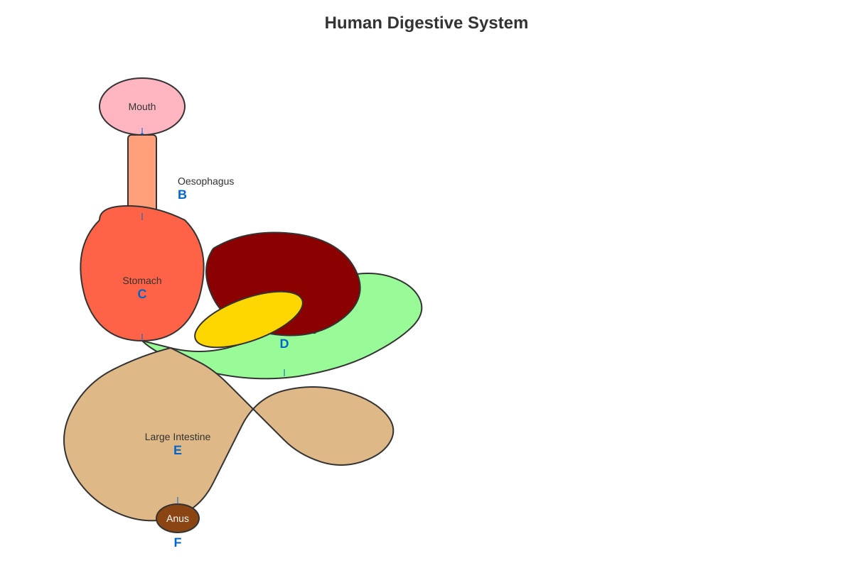 Diagram for Q9 (P6 Science)