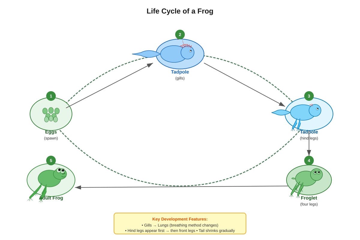 Diagram for Q16 (P6 Science)