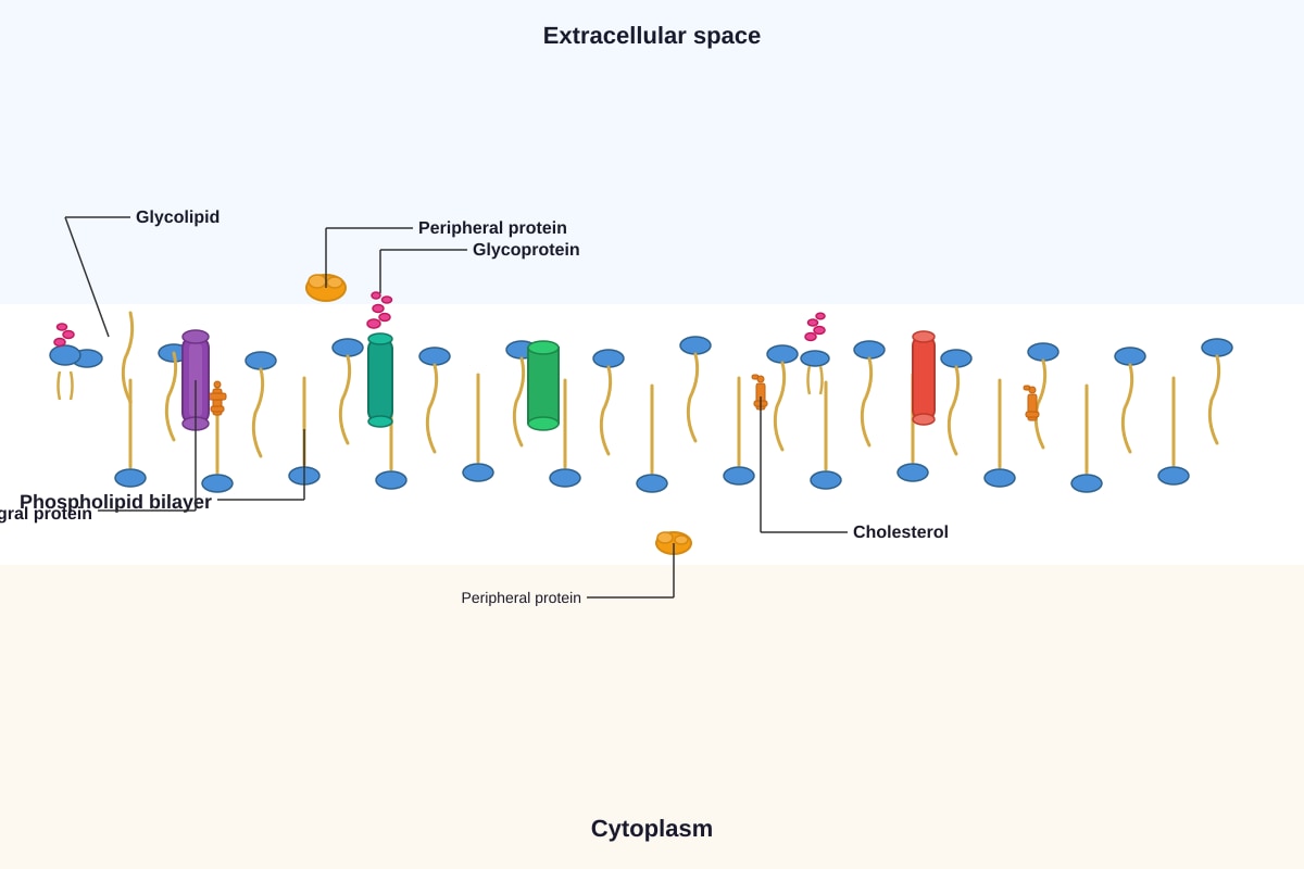 Diagram for Q17 (ALEVEL Biology H3)