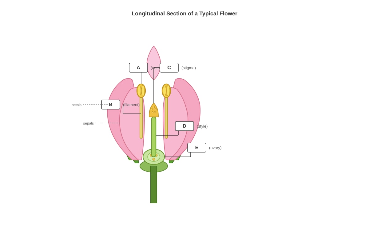 Diagram for Q13 (P5 Science)