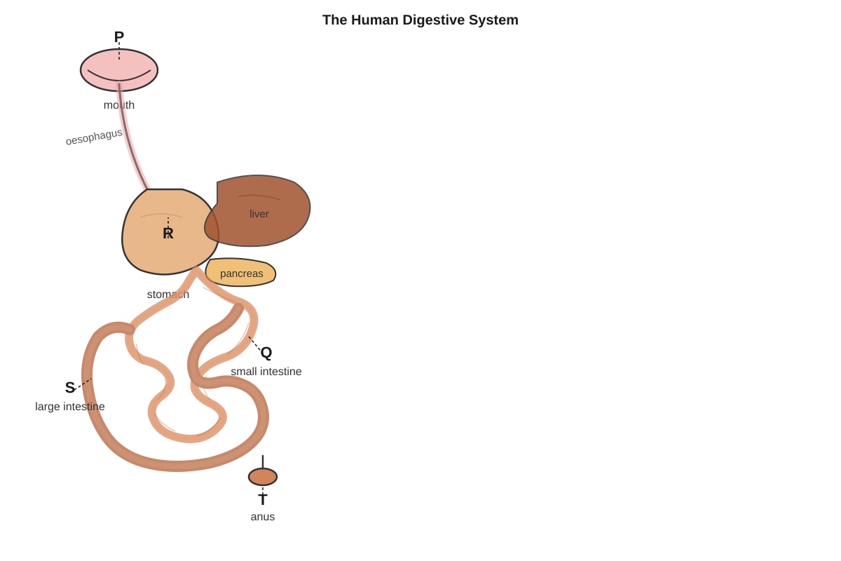Diagram for Q16 (P5 Science)