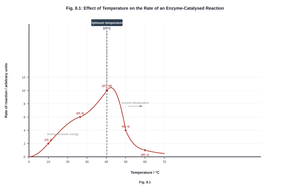 Graph for Q8 (ALEVEL Biology H2)