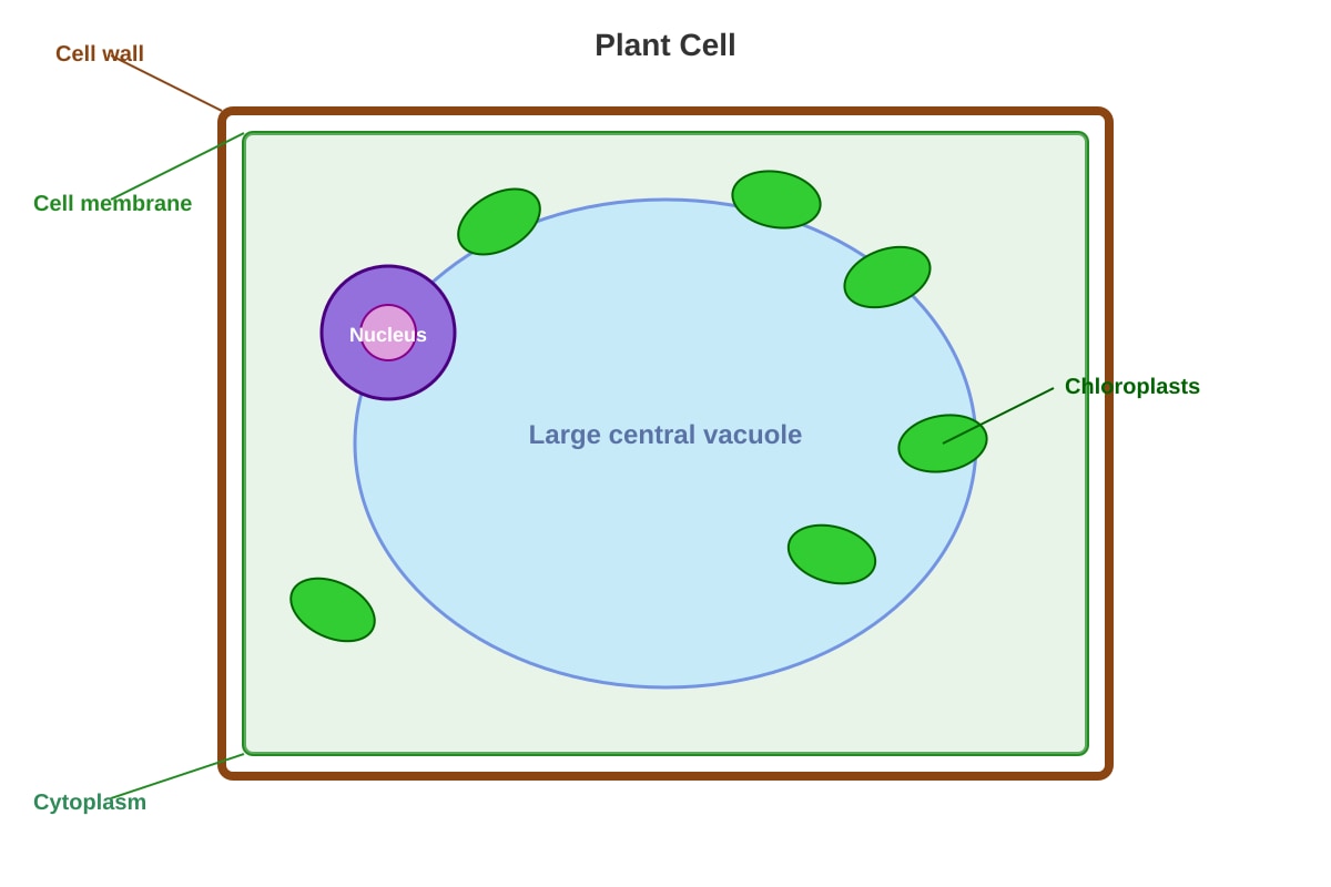 Diagram for Q4 (P6 Science)