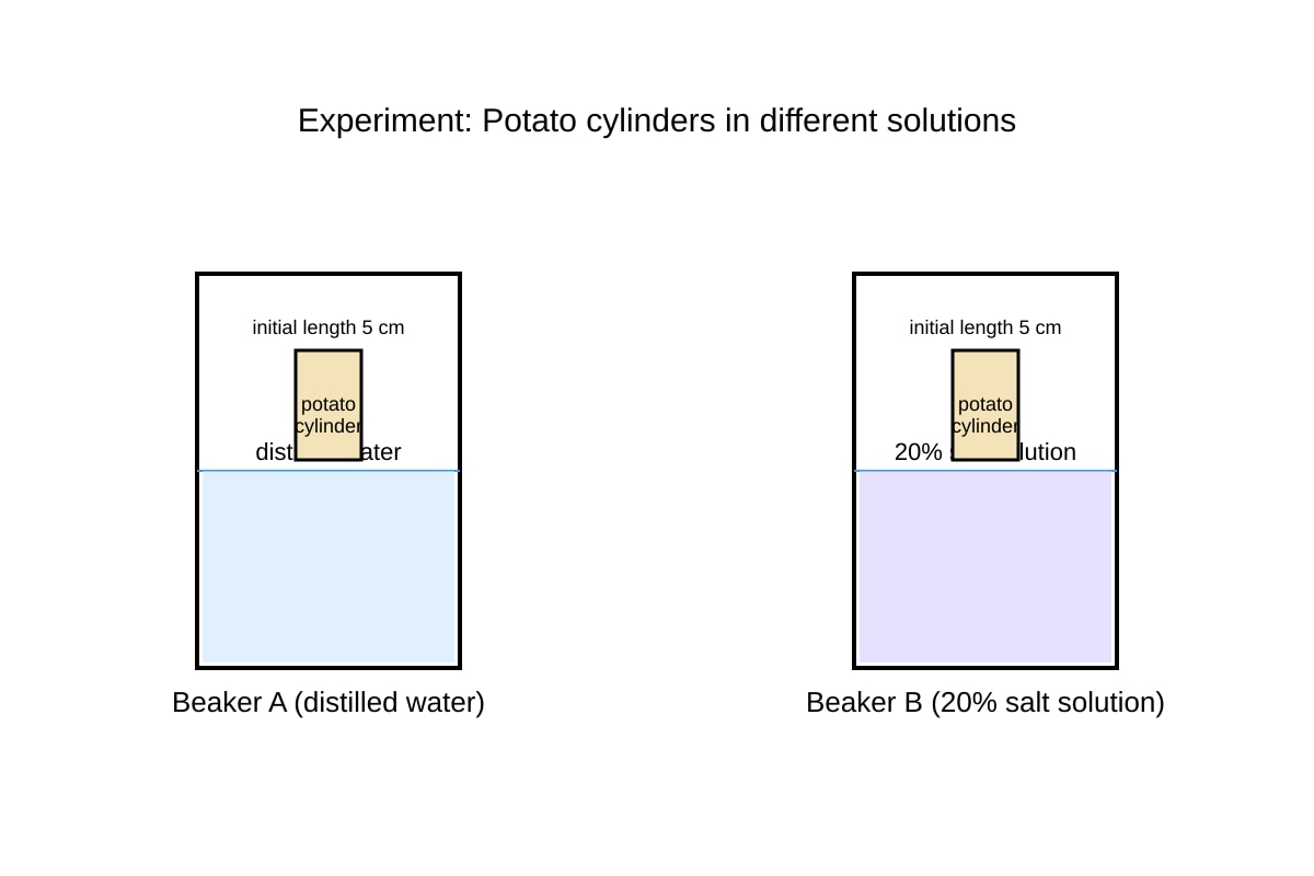 Experimental Setup for Q11 (SEC3 Biology)