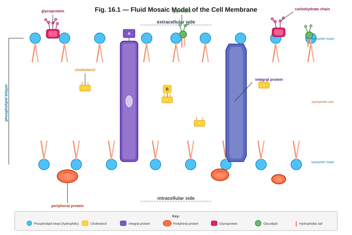Diagram for Q16 (ALEVEL Biology H1)