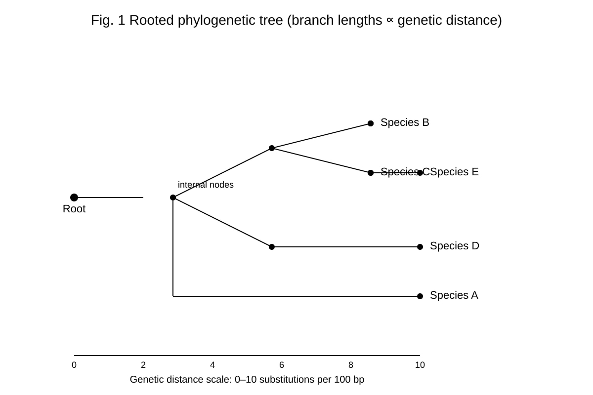 Diagram for Q9 (ALEVEL Biology H2)