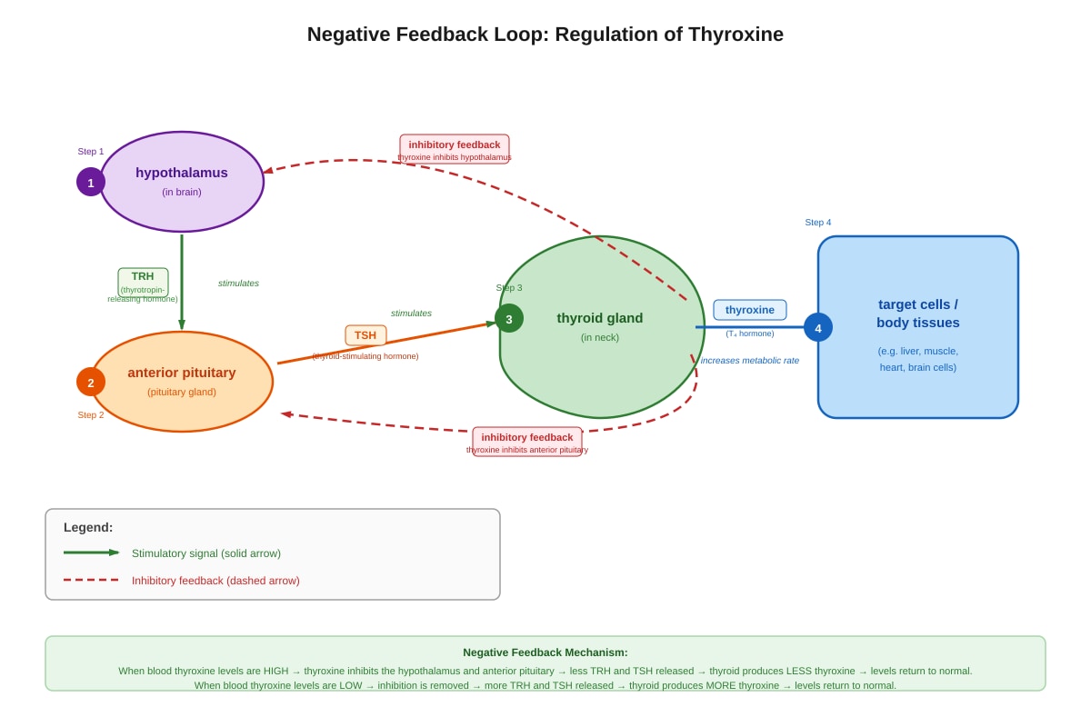 Diagram for Q20 (SEC3 Biology)